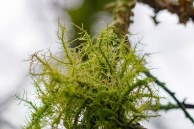 Usnea (Dolichousnea longissima, U. barbata ve U. calinica), dünyanın dört bir yanındaki ağaçlarda birlikte yetişen mantar ve alglerin bir karışımıdır.. 