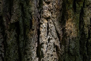 Ağaç kabuğunun yapısı yaşlı bir ağacın.