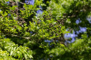 Mersin (Lagerstroemia indica) ağacı. Tohum gitti. Ağaç ötücü kuşlar ve çalılar için popüler bir yuva çalısıdır..