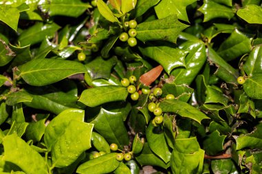 Çin çobanpüskülü (Ilex cornuta) Çin çobanpüskülü olarak bilinir. Doğu Çin ve Kore 'ye özgü çalılar. Meyveler, Avrupalı Holly 'ninkilerden (Ilex aquifolium) daha büyük olan kırmızı meyvelerdir.)