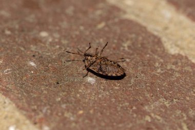 Kahverengi kokulu böcek (Halyomorpha halys) sırt üstü yatar.
