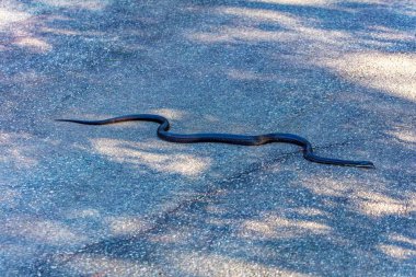 Kuzey Carolina sıçan yılanı aynı zamanda Doğu Sıçan Yılanı (Pantherophis alleghaniensis).