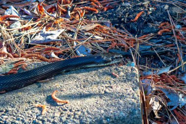 Kuzey Carolina sıçan yılanı aynı zamanda Doğu Sıçan Yılanı (Pantherophis alleghaniensis).