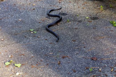 Kuzey Carolina sıçan yılanı aynı zamanda Doğu Sıçan Yılanı (Pantherophis alleghaniensis).