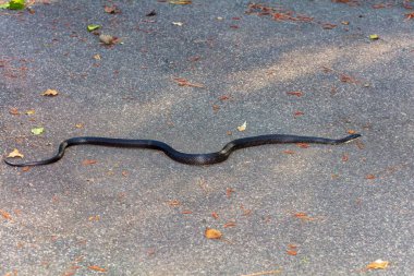 Kuzey Carolina sıçan yılanı aynı zamanda Doğu Sıçan Yılanı (Pantherophis alleghaniensis).