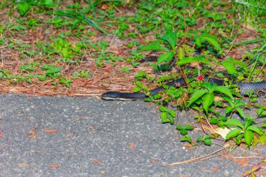 Kuzey Carolina sıçan yılanı aynı zamanda Doğu Sıçan Yılanı (Pantherophis alleghaniensis).