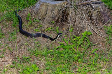 Kuzey Carolina sıçan yılanı aynı zamanda Doğu Sıçan Yılanı (Pantherophis alleghaniensis).