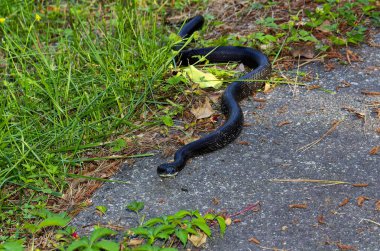 Kuzey Carolina sıçan yılanı aynı zamanda Doğu Sıçan Yılanı (Pantherophis alleghaniensis).