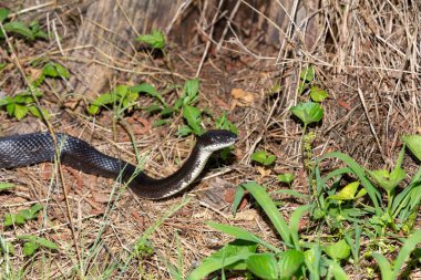 Kuzey Carolina sıçan yılanı aynı zamanda Doğu Sıçan Yılanı (Pantherophis alleghaniensis).
