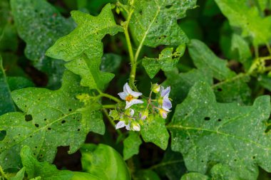 Yeşil yaprakların arasında olgunlaşmamış yeşil meyveler, zehirli vahşi Solanaceae türleri, doğal yaşam alanları olan Horsenettle bitkisi.,
