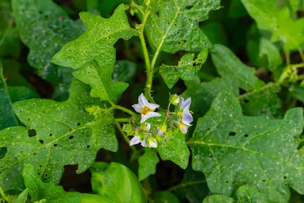 Yeşil yaprakların arasında olgunlaşmamış yeşil meyveler, zehirli vahşi Solanaceae türleri, doğal yaşam alanları olan Horsenettle bitkisi.,
