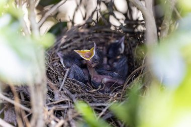 Yuvalama sırasında kahverengi traktör (Toxostoma rufum). Yavrular yumurtadan çıktıktan 9 ila 13 gün sonra yuvadan çok çabuk ayrılırlar.
