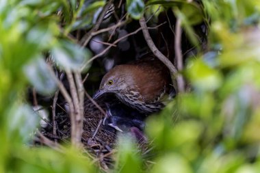 Yuvalama sırasında kahverengi traktör (Toxostoma rufum). Yavrular yumurtadan çıktıktan 9 ila 13 gün sonra yuvadan çok çabuk ayrılırlar.