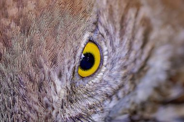 Kahverengi Traktör (Toxostoma rufum) Göz detayı