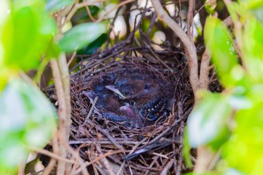 Yuvalama sırasında kahverengi traktör (Toxostoma rufum). Yavrular yumurtadan çıktıktan 9 ila 13 gün sonra yuvadan çok çabuk ayrılırlar.