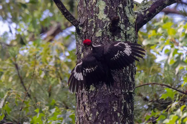 Yığılmış ağaçkakan (Dryocopus pileatus). Kuzey Amerika 'ya özgü bir kuş..