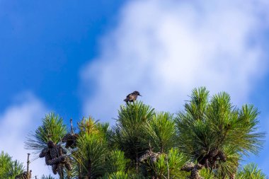 Çam ağacının tepesindeki yaygın grackle (Quiscalus quiscula)