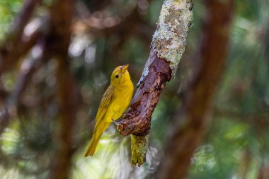 Yaz tangası (Piranga rubra), orta büyüklükte bir Amerikan ötücü kuşudur.