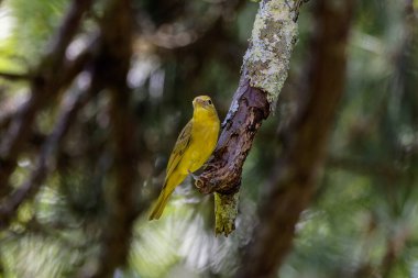 Yaz tangası (Piranga rubra), orta büyüklükte bir Amerikan ötücü kuşudur.