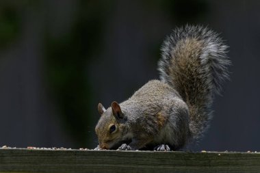 Gri sincap olarak bilinen Doğu gri sincap, Doğu Kuzey Amerika 'nın yerli hayvanıdır.