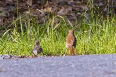  Yuvalama sırasında kahverengi traktör (Toxostoma rufum). Yavrularını yuvalarından alıp ormanın güvenliğine götüren yetişkin kuşları gösteren bir dizi fotoğraftan biri.
