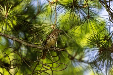  Yuvalama sırasında kahverengi traktör (Toxostoma rufum). Yavrularını yuvalarından alıp ormanın güvenliğine götüren yetişkin kuşları gösteren bir dizi fotoğraftan biri.
