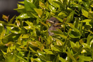  Yuvalama sırasında kahverengi traktör (Toxostoma rufum). Yavrularını yuvalarından alıp ormanın güvenliğine götüren yetişkin kuşları gösteren bir dizi fotoğraftan biri.