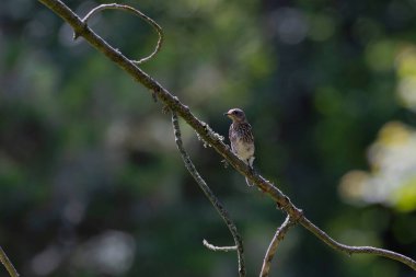  Doğu mavisi (Sialia sialis). Yuvadan ayrıldıktan sonra genç bir kuş.