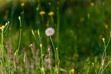 Özellikle Orange Hawkweed 'e (Hieracium aurantiacum) ya da Hieracium cinsindeki benzer bir türe benzeyen atmacada yetişen bitki.. 