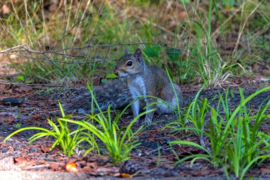 Gri sincap olarak bilinen Doğu gri sincap, Doğu Kuzey Amerika 'nın yerli hayvanıdır.