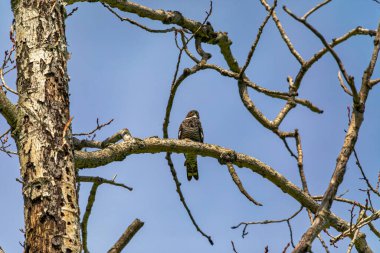 Ortak Nighthawk (Kordeiles minor) bir dalın üzerinde dinleniyor. Wisconsin 'den doğal manzara.