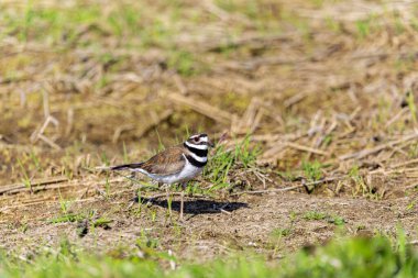 Öldürücü geyik (Charadrius vociferus) Amerika 'da bulunan büyük bir karasinek türüdür..