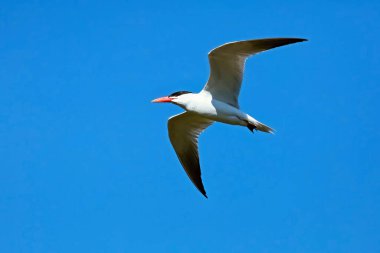 Wisconsin 'deki koruma alanındaki Hazar Deniz Feneri (Hydroprogne Caspia). Michigan Gölü 'nden doğal manzara