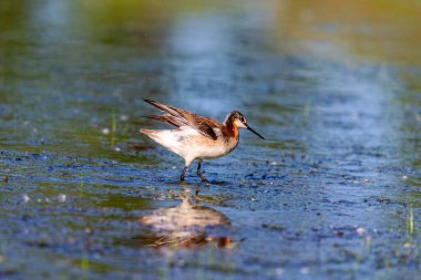 Wilson Phalarope (