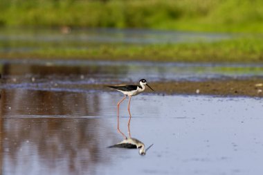 Siyah boyunlu Stilt (Himantopus mexicanus) sığ sularda. Wisconsin koruma alanından doğal manzara