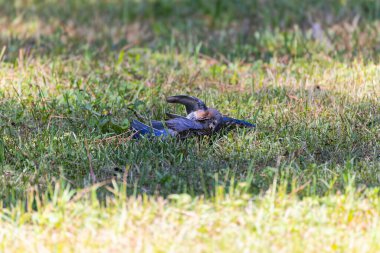 Mavi kuş (Motacilla sialis) erkekler arasında dövüşür.