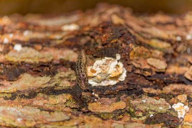 İyi kamufle olmuş bir sümüklü böcek desenli bir ağaç kabuğu boyunca sürünerek yüzeyin benekli kahverengi, yeşil ve turuncu renkleriyle kusursuz bir şekilde harmanlanır. Kurşunun nemli vücudu ve benekli şekli kabukları taklit ediyor.