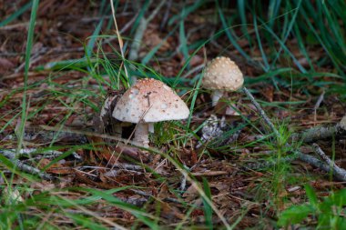 Utangaç (Amanita rubescens), Amanita cinsinden bir mantardır. Tipik olarak soluk, siğil benzeri yamalarla kaplanmış kırmızımsı kahverengi bir kapağı vardır..