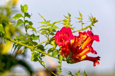 Yazın çiçek açan canlı kırmızı trompet sarmaşıklarının (Campsis radyanları) yakın çekimi, yemyeşil yeşilliklerle çevrili. Sinekkuşlarını ve tozlayıcıları çeken çarpıcı bir süs tırmanıcısı..