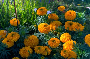 Yaz mevsiminde parlak turuncu kadife çiçekleri (Tagetes), yumuşak sabah ışığında yakalanır. Çiçekler yemyeşil yapraklarla canlı bir zıtlık oluşturuyor, canlı, doğal bir manzara yaratıyor.. 