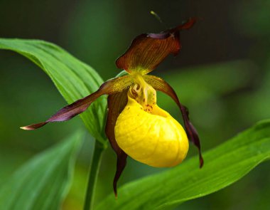 Sarı Ladys Slipper (Cypripedium calceolus) Bir orman deresinin yakınında yetişen vahşi Yellow Ladys Slipper orkidelerine yakın çekim yaparak canlı renklerini ve doğal ormanlık yaşam alanlarını gözler önüne serer..