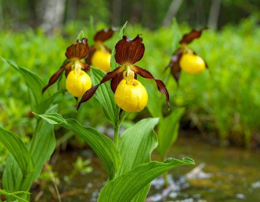 Sarı Ladys Slipper (Cypripedium calceolus) Bir orman deresinin yakınında yetişen vahşi Yellow Ladys Slipper orkidelerine yakın çekim yaparak canlı renklerini ve doğal ormanlık yaşam alanlarını gözler önüne serer..