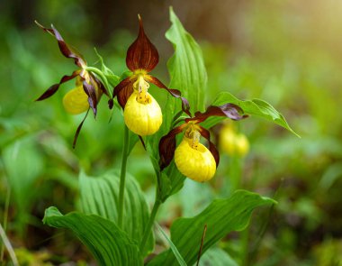 Sarı Ladys Slipper (Cypripedium calceolus) Bir orman deresinin yakınında yetişen vahşi Yellow Ladys Slipper orkidelerine yakın çekim yaparak canlı renklerini ve doğal ormanlık yaşam alanlarını gözler önüne serer..