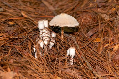 Leucoprinus mantarları narin kepler ve solungaçlarla sık sık çürüyen odunlarda ya da bahçelerde yetişir. Şemsiyeye benzeyen şekilleriyle ve soluk rengiyle tanınırlar..