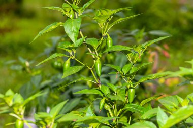 Bahçedeki orta boy biberli jalapeo.