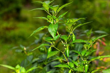 Bahçedeki orta boy biberli jalapeo.