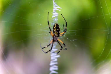 Sarı Bahçe Örümceği (Argiope aurantia) ağ oluşturma davranışını gösteren dinamik yakın plan bir ağ ipliği.