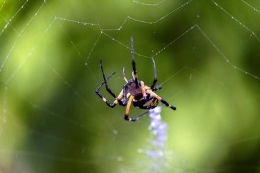 Sarı Bahçe Örümceği (Argiope aurantia) ağ oluşturma davranışını gösteren dinamik yakın plan bir ağ ipliği.