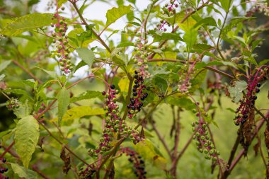 Olgun mor böğürtlen ve kırmızı saplı Amerikan pokotu. Zehirli bitki.