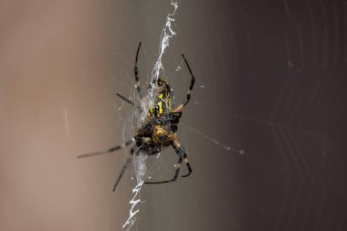 Sarı bahçe örümceği (Argiope aurantia) ve yakalanan yaban arısı